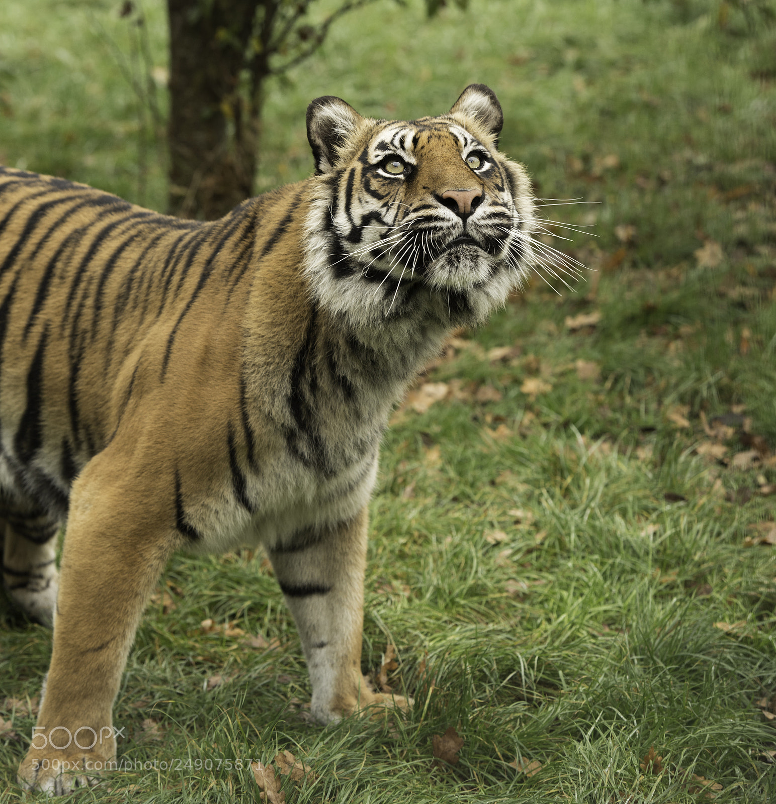 Nikon D5 sample photo. Tiger series photography