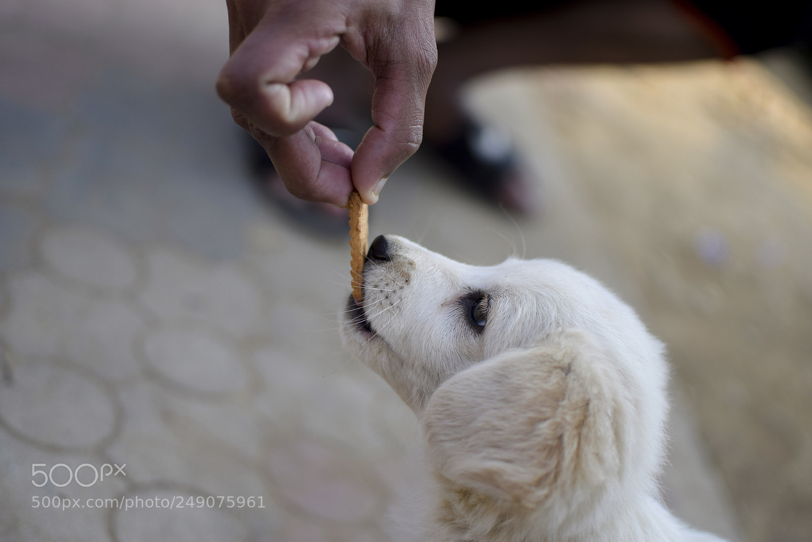 Nikon D3300 sample photo. Cute photography