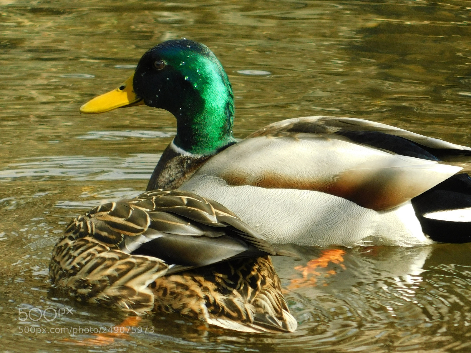 Nikon Coolpix B500 sample photo. Go ahead i'll watch photography