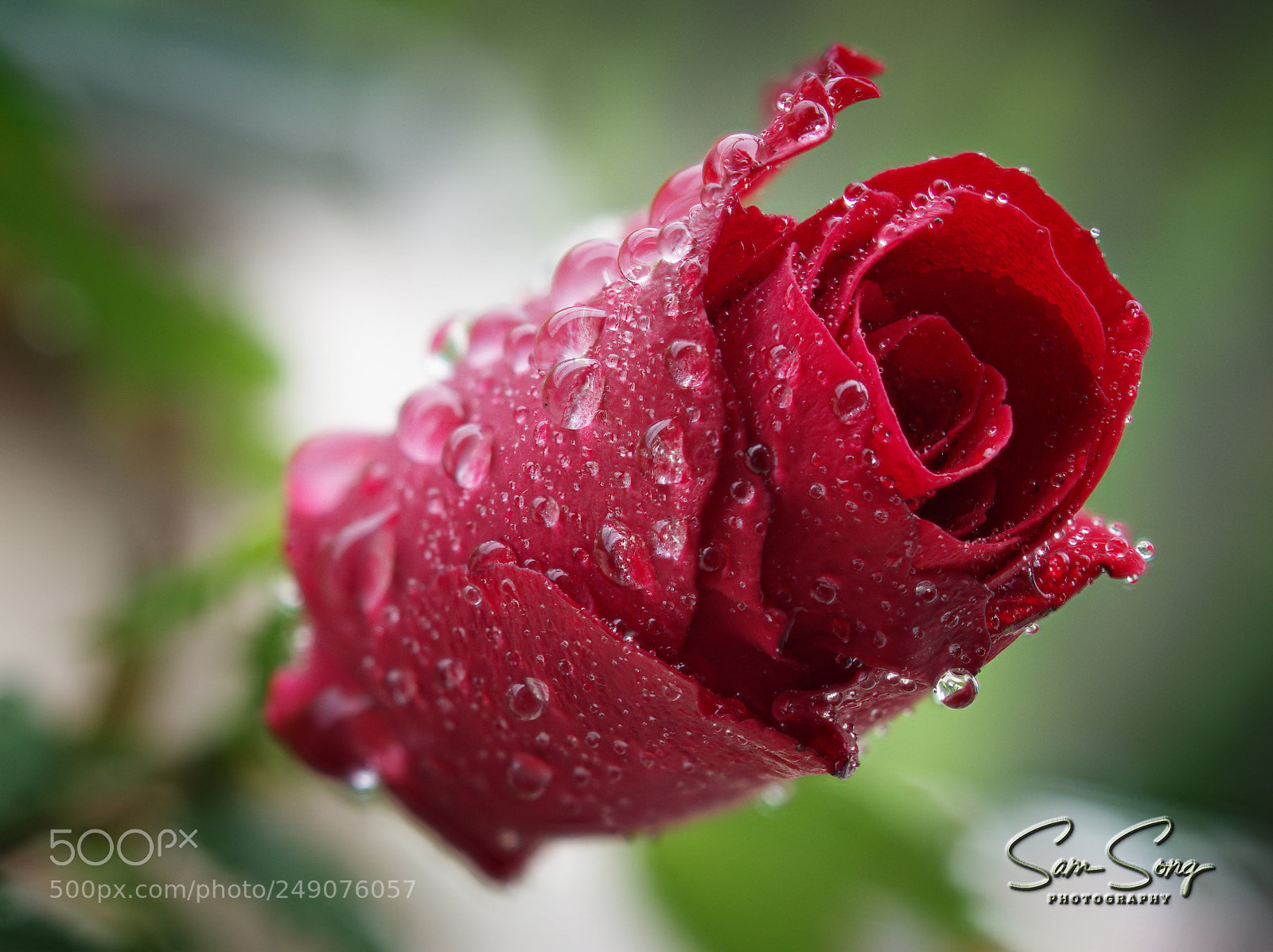 Olympus OM-D E-M10 III sample photo. Rose bud with water photography