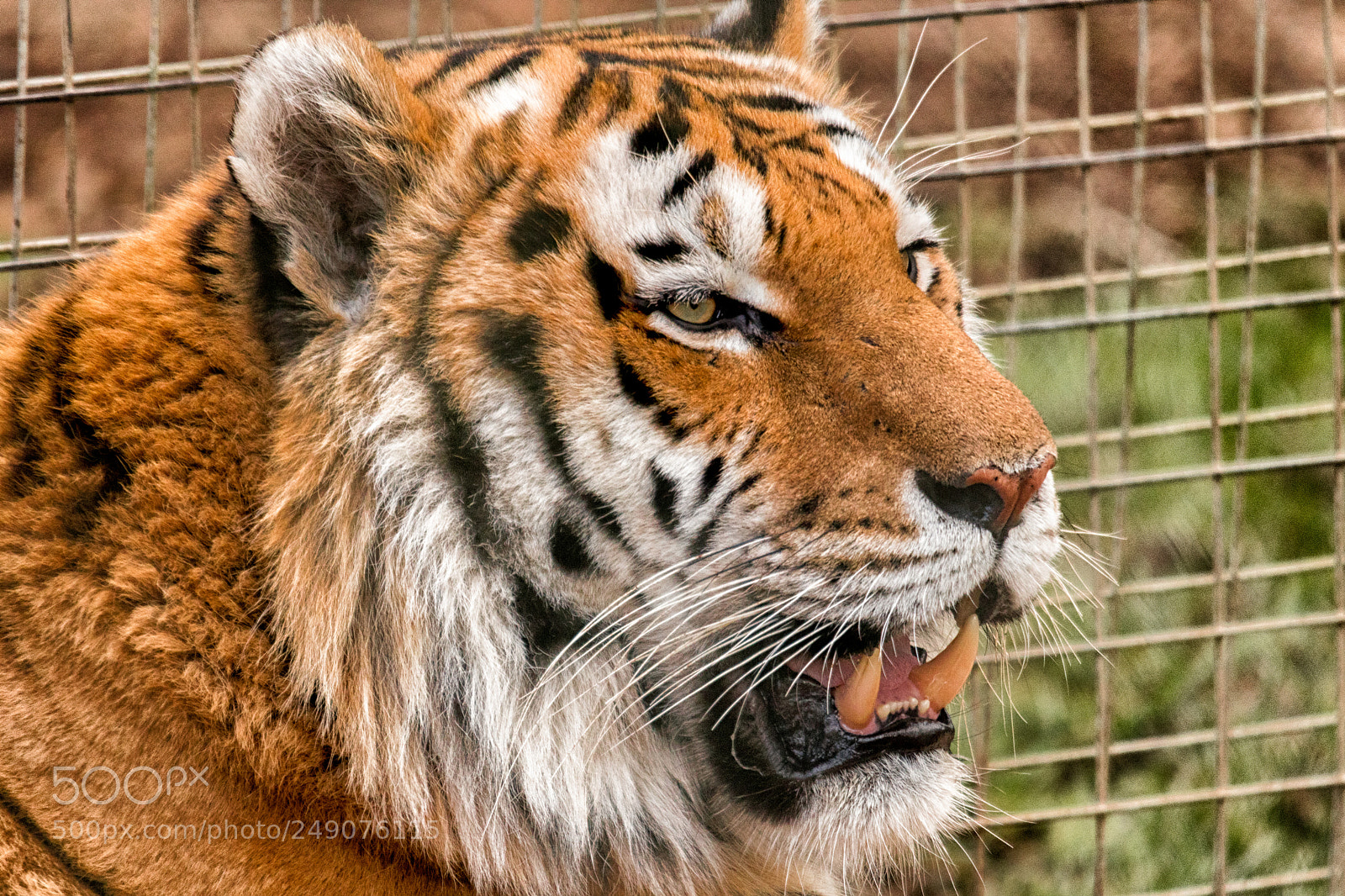 Canon EOS 80D sample photo. Tiger photography
