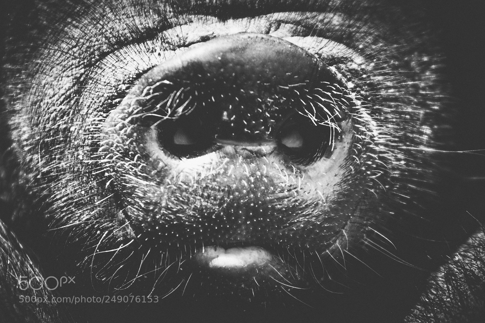 Canon EOS 30D sample photo. Pig snout photography