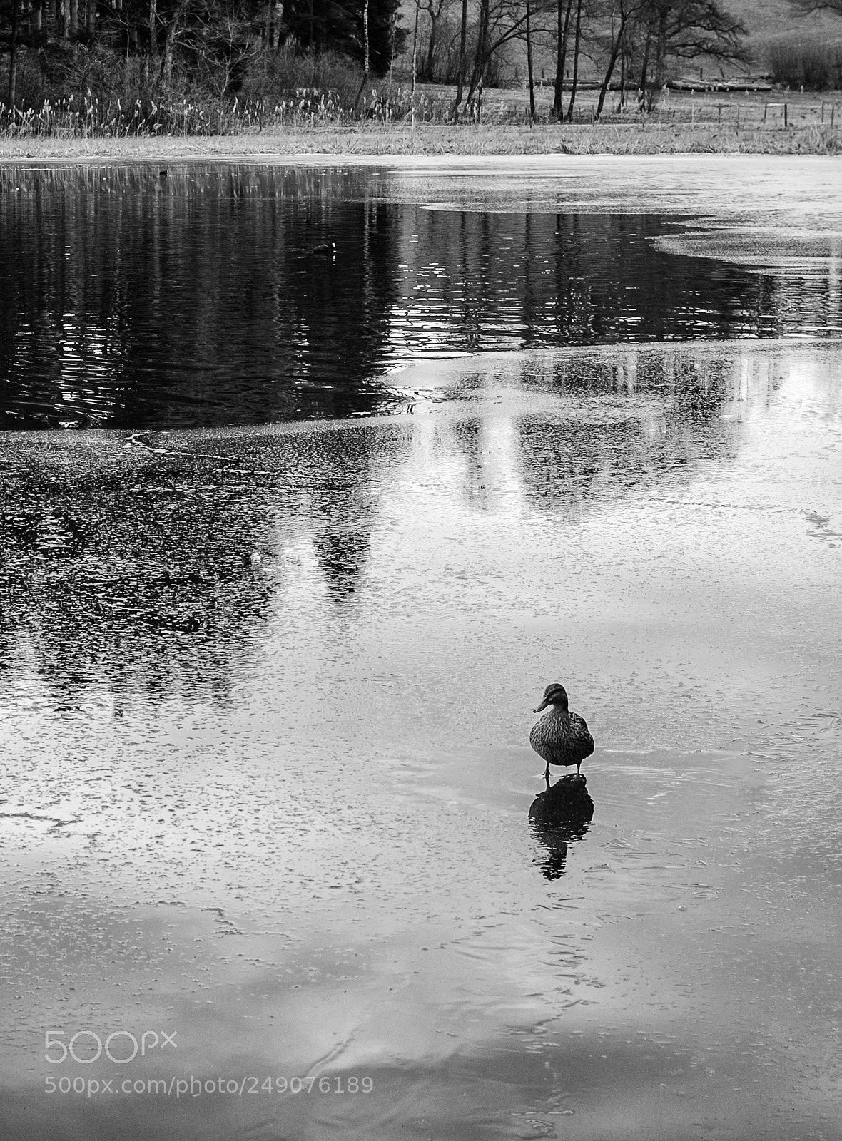 Fujifilm X100T sample photo. A lonely duck was photography