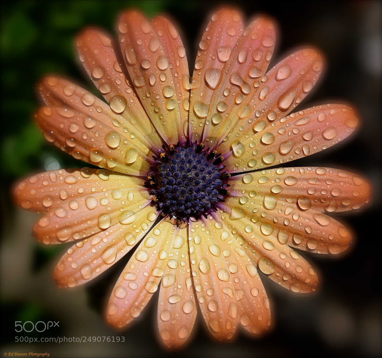 Nikon D3300 sample photo. A spray bottle, water photography