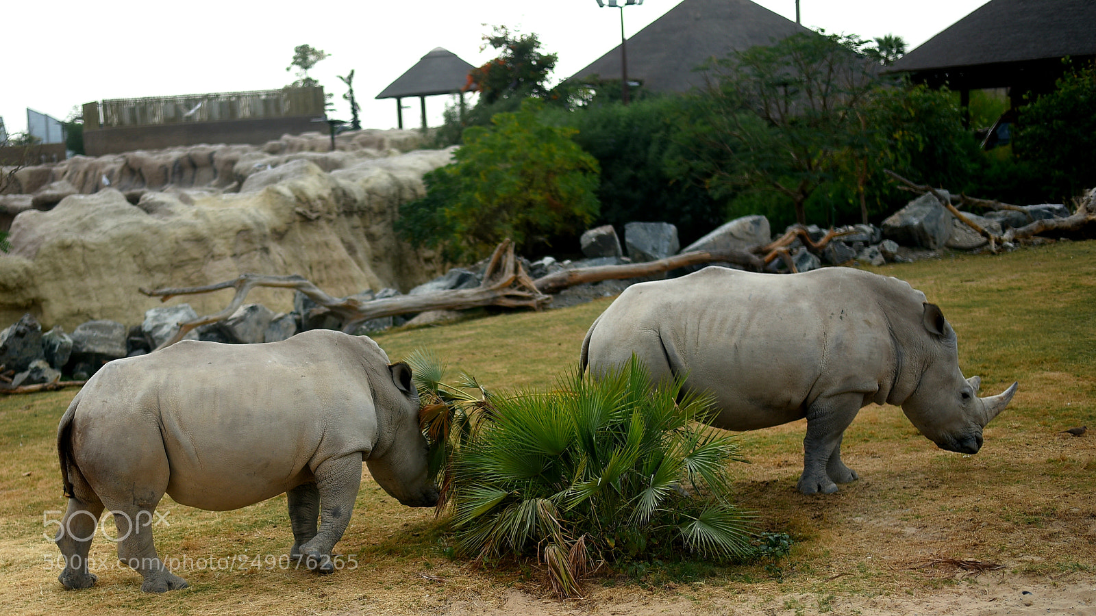 Nikon D750 sample photo. Rhinoceros photography