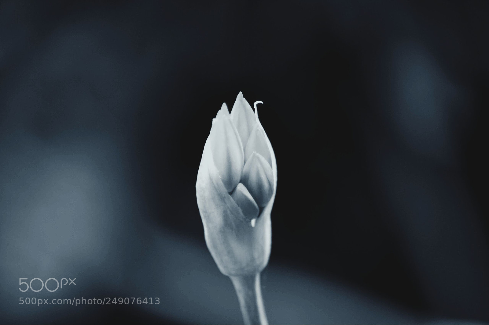Nikon D3100 sample photo. Untitled photography