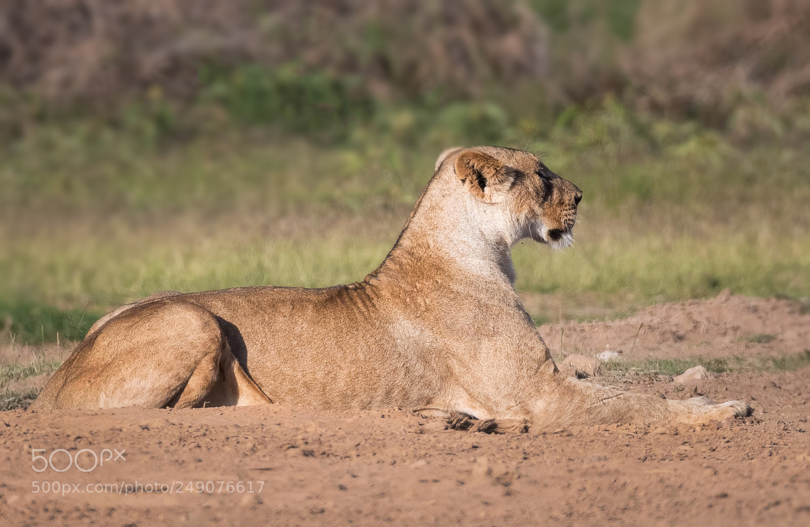 Nikon D500 sample photo. Living sphinx photography