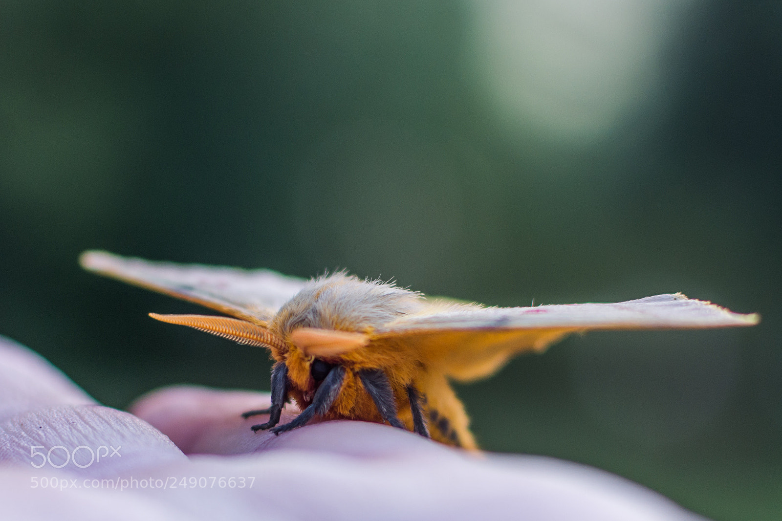 Nikon D7200 sample photo. Polilla photography