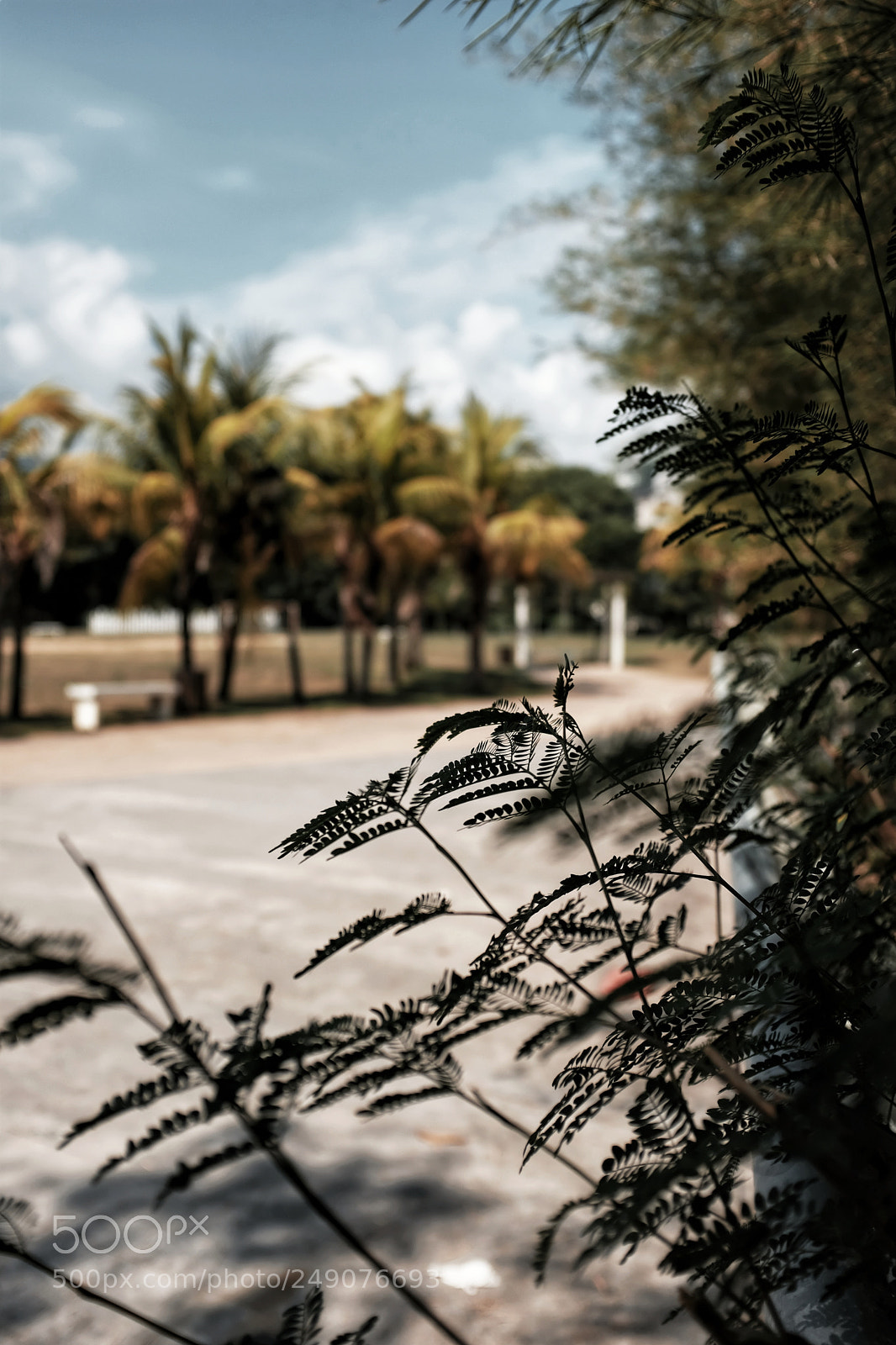 Fujifilm X100F sample photo. Shadow and leave photography