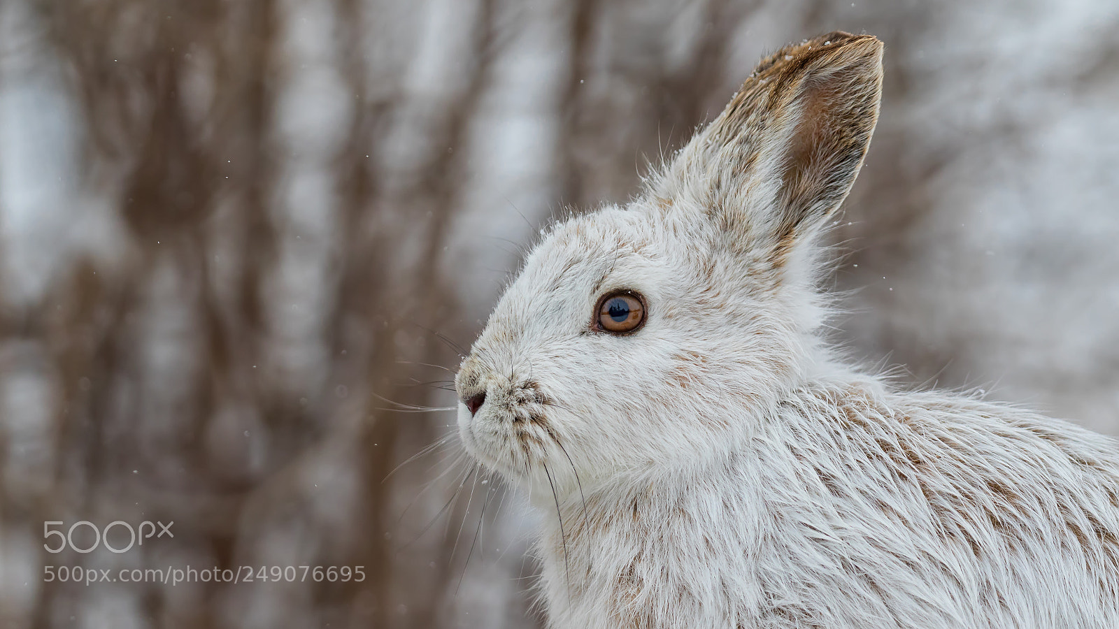 Canon EOS 7D Mark II sample photo. Spring color change photography