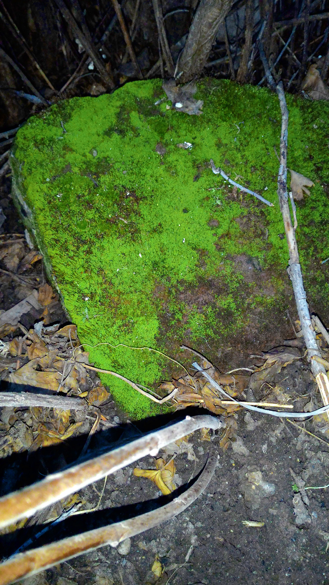 ASUS Z002 sample photo. Stone turns to grass) photography