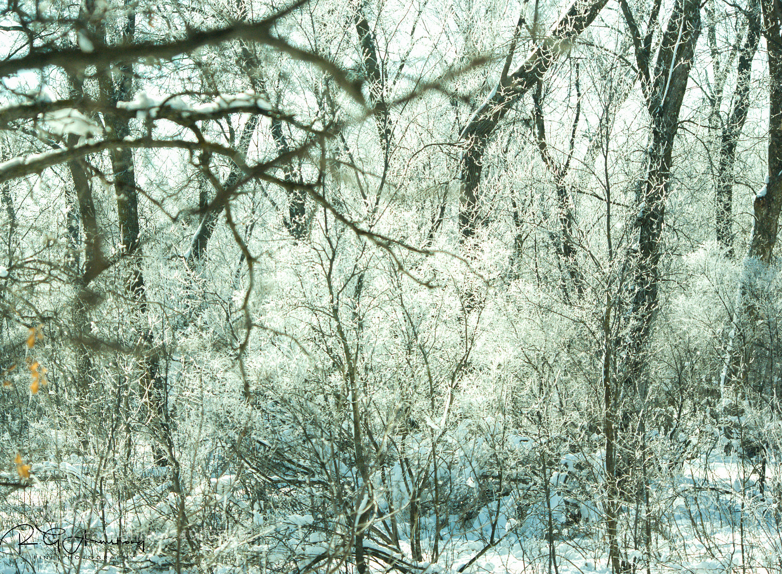 Pentax K200D sample photo. Hoar frost brush photography