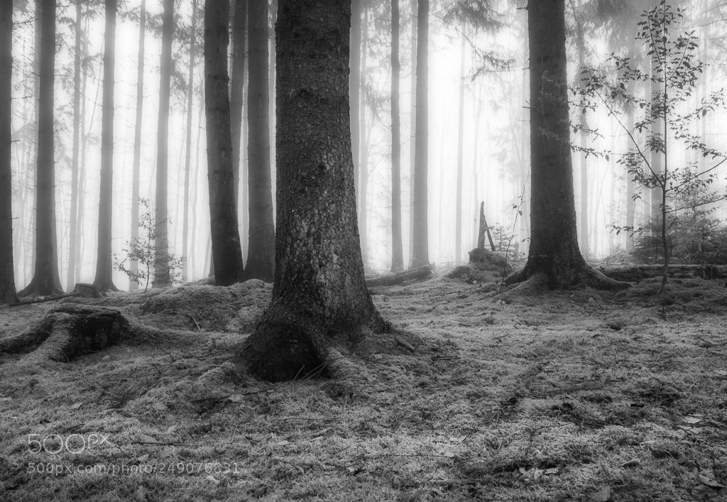 Canon EOS 60D sample photo. In the forest photography