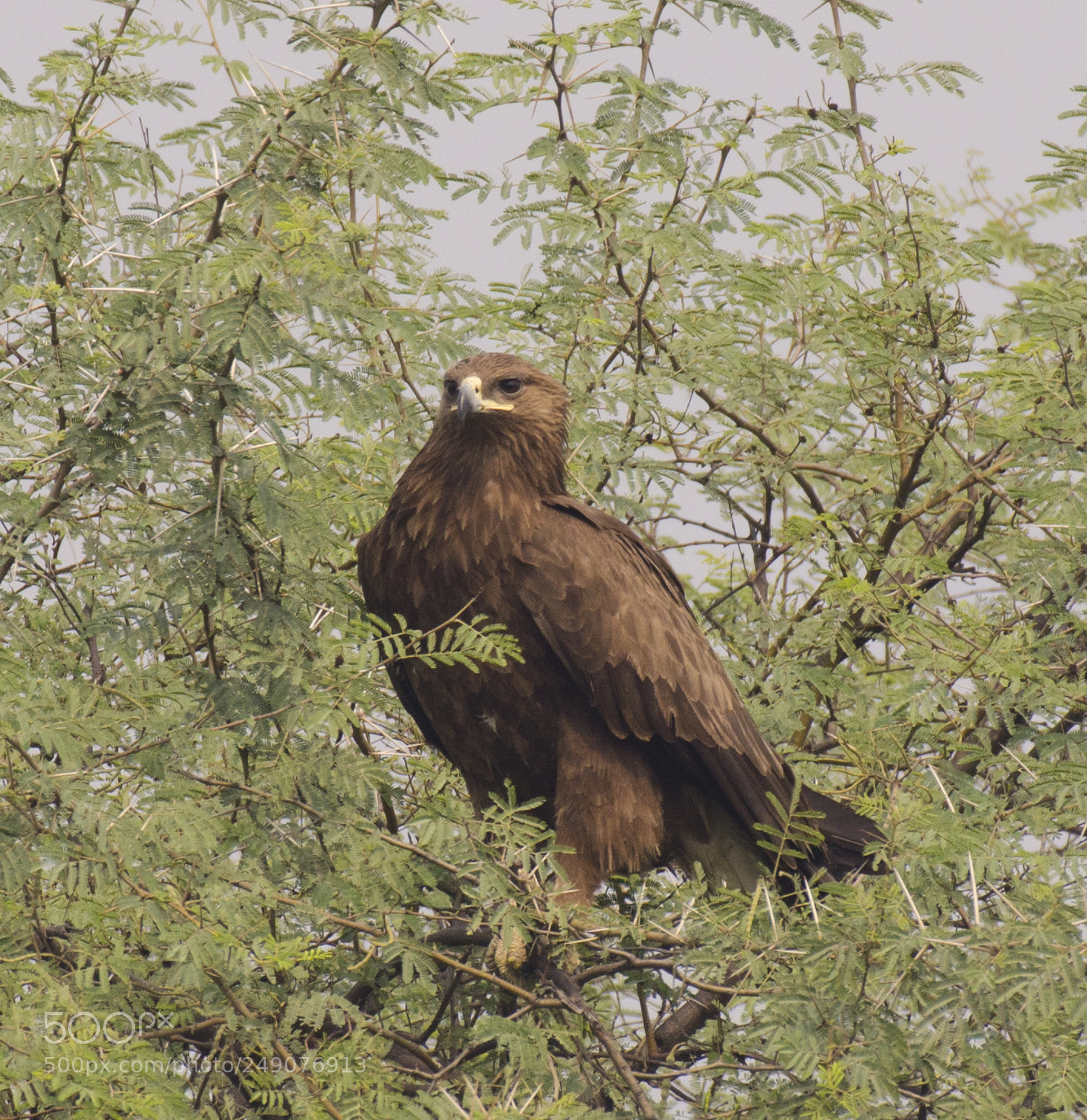 Nikon D5100 sample photo. Lesser spotted eagle photography