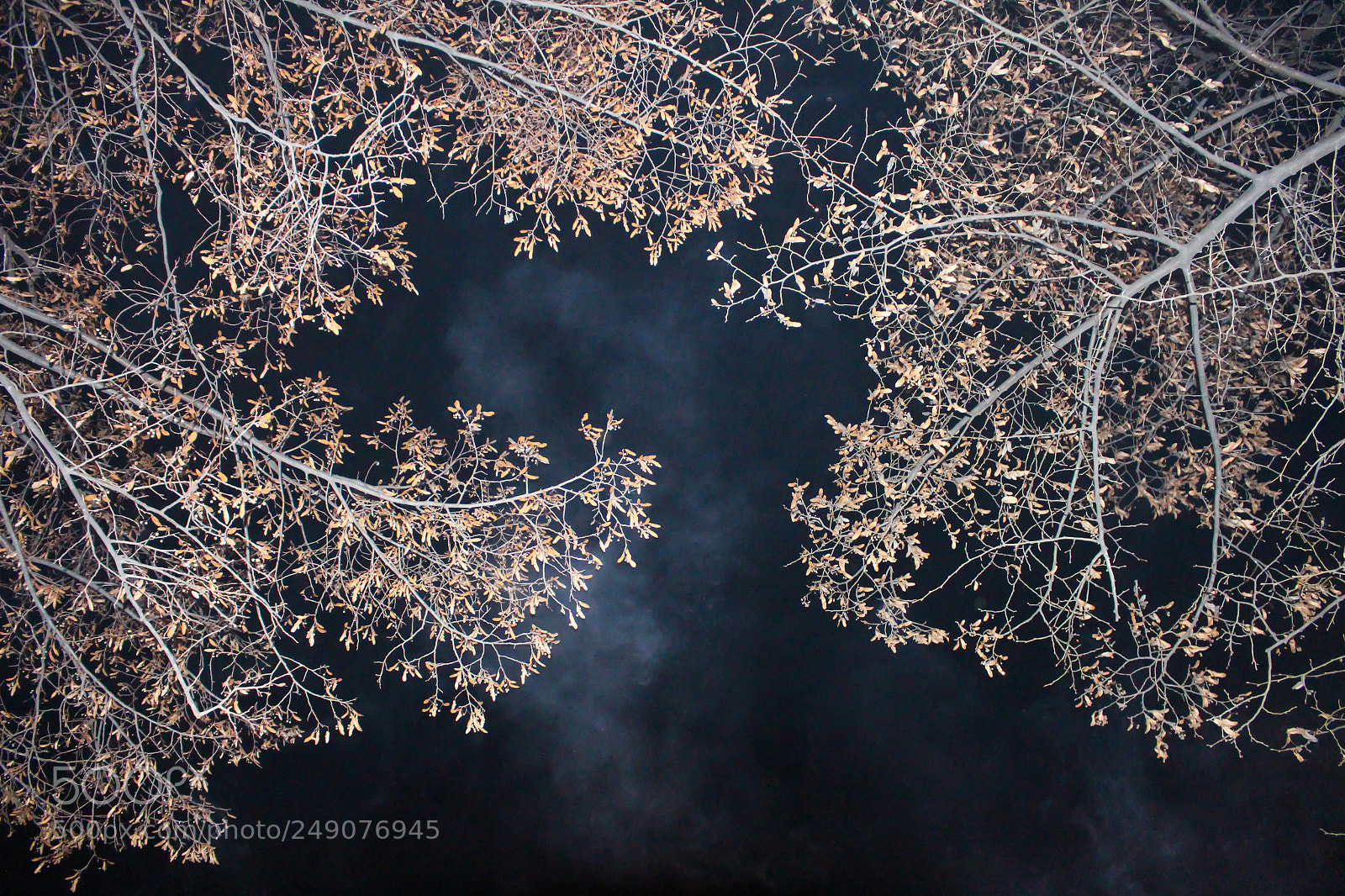 Canon EOS 700D (EOS Rebel T5i / EOS Kiss X7i) sample photo. Trees at night photography