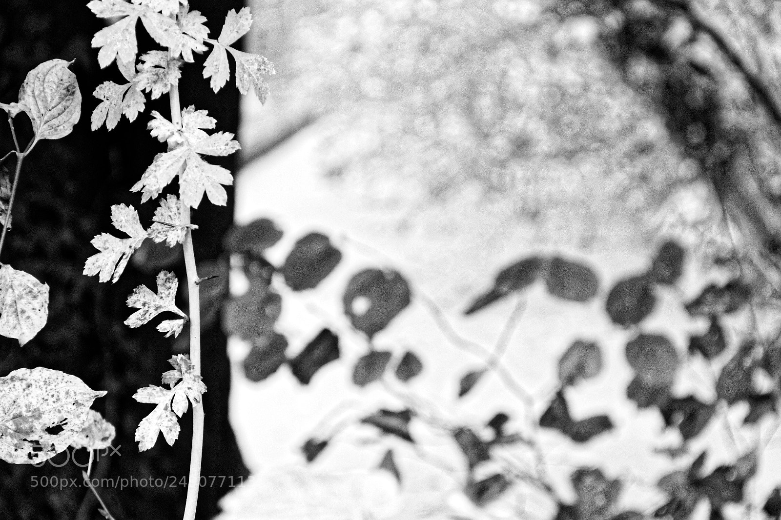 Canon EF-S 18-135mm F3.5-5.6 IS sample photo. Moulin du parc photography