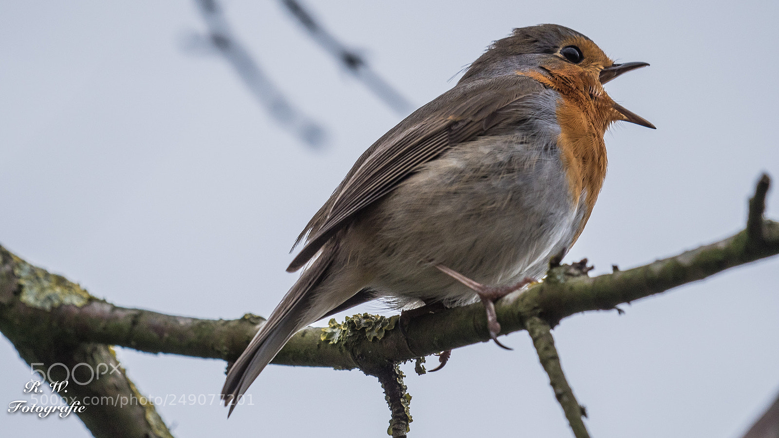 Panasonic Lumix DC-G9 sample photo. Singing robin photography