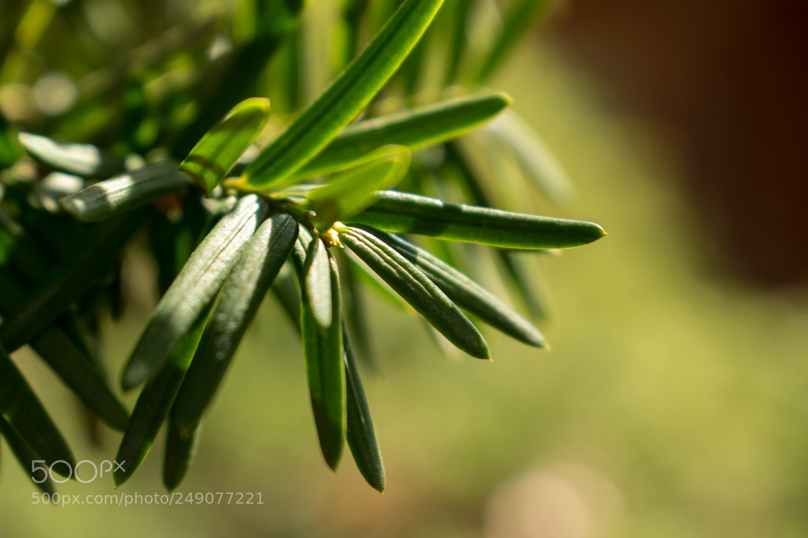 Nikon D5600 sample photo. Needle leaf photography