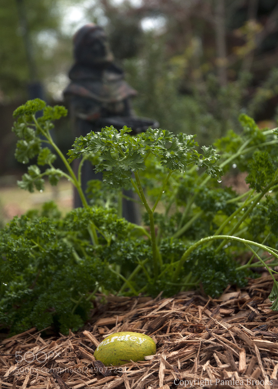Nikon D90 sample photo. Parsley photography