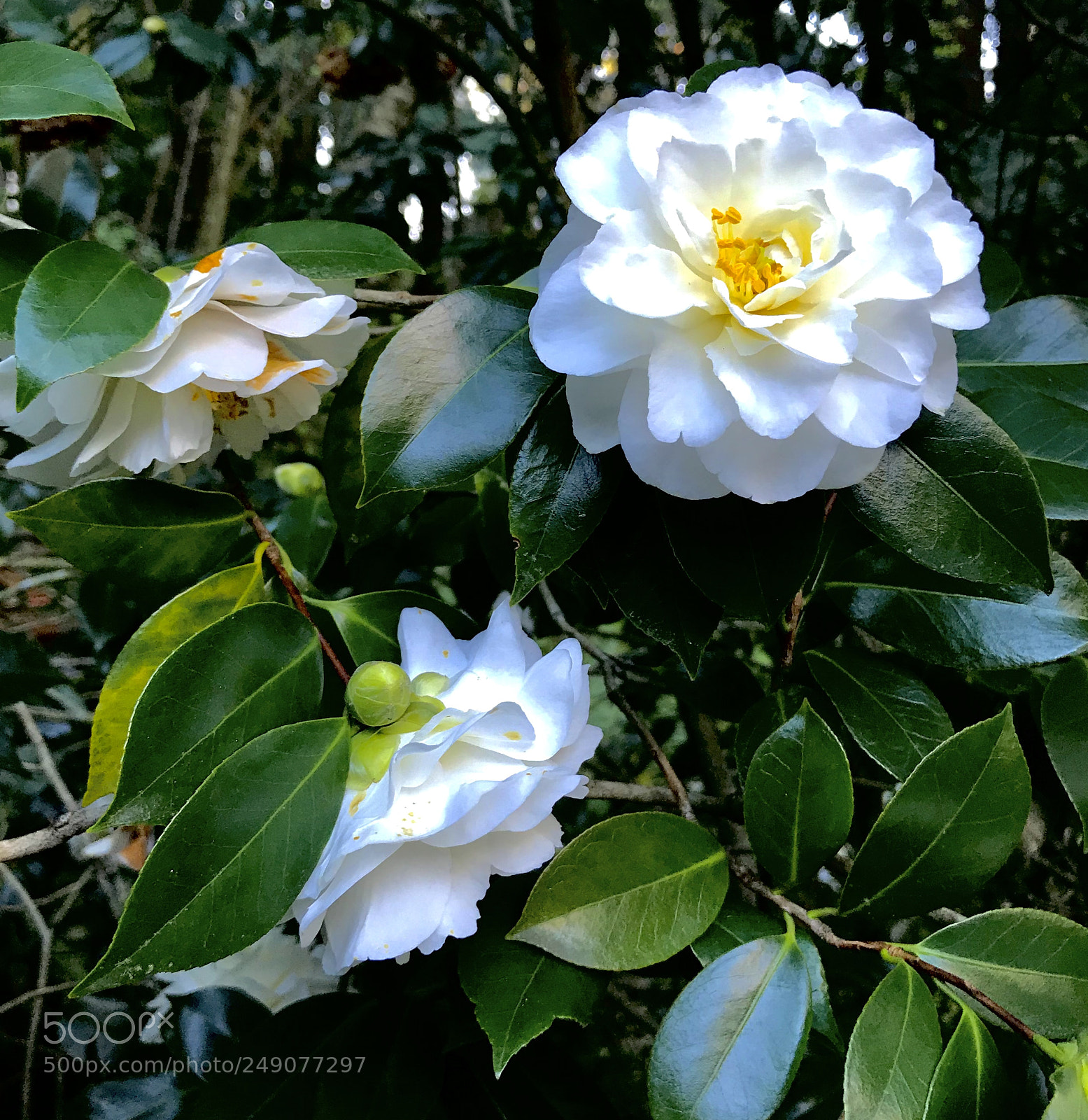Apple iPhone 7 Plus sample photo. White camellias, mill valley photography