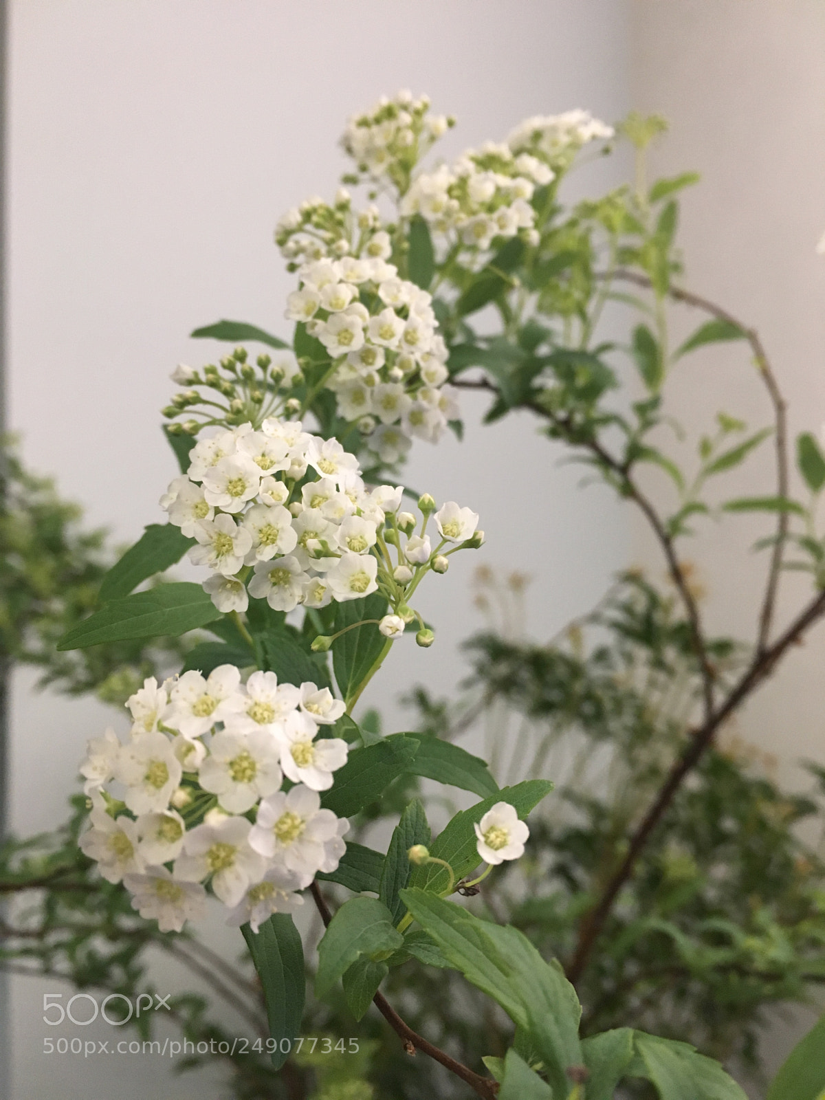 Apple iPhone 6s sample photo. 繍缐菊 photography