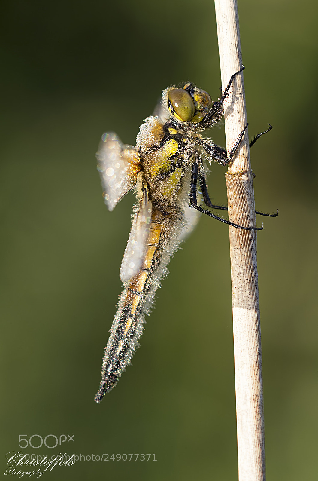 Canon EOS 60D sample photo. From last year to photography