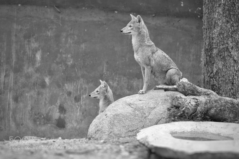 Nikon D5300 sample photo. Jackal's photography