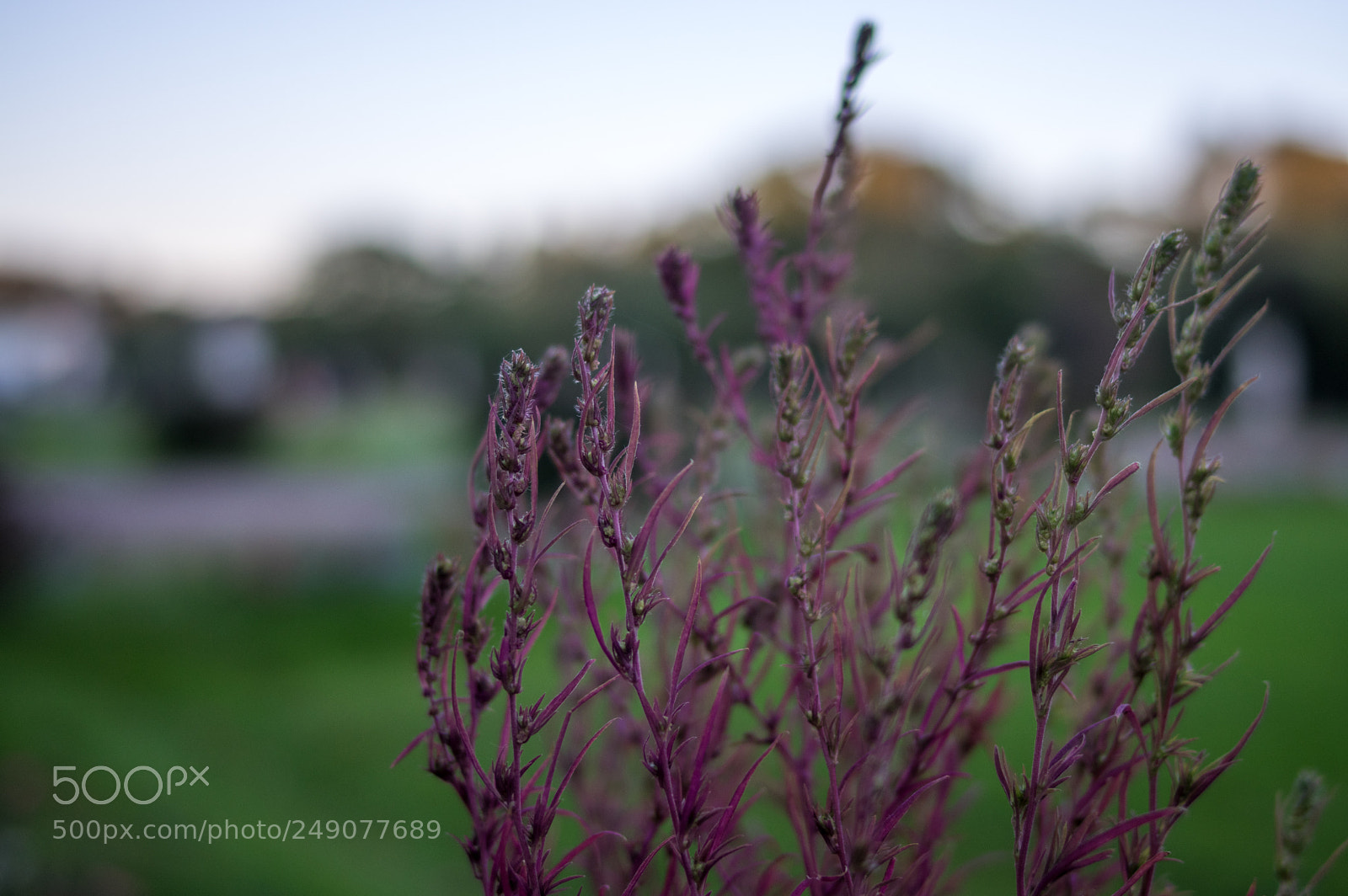Pentax K-3 sample photo. Smoked nature photography