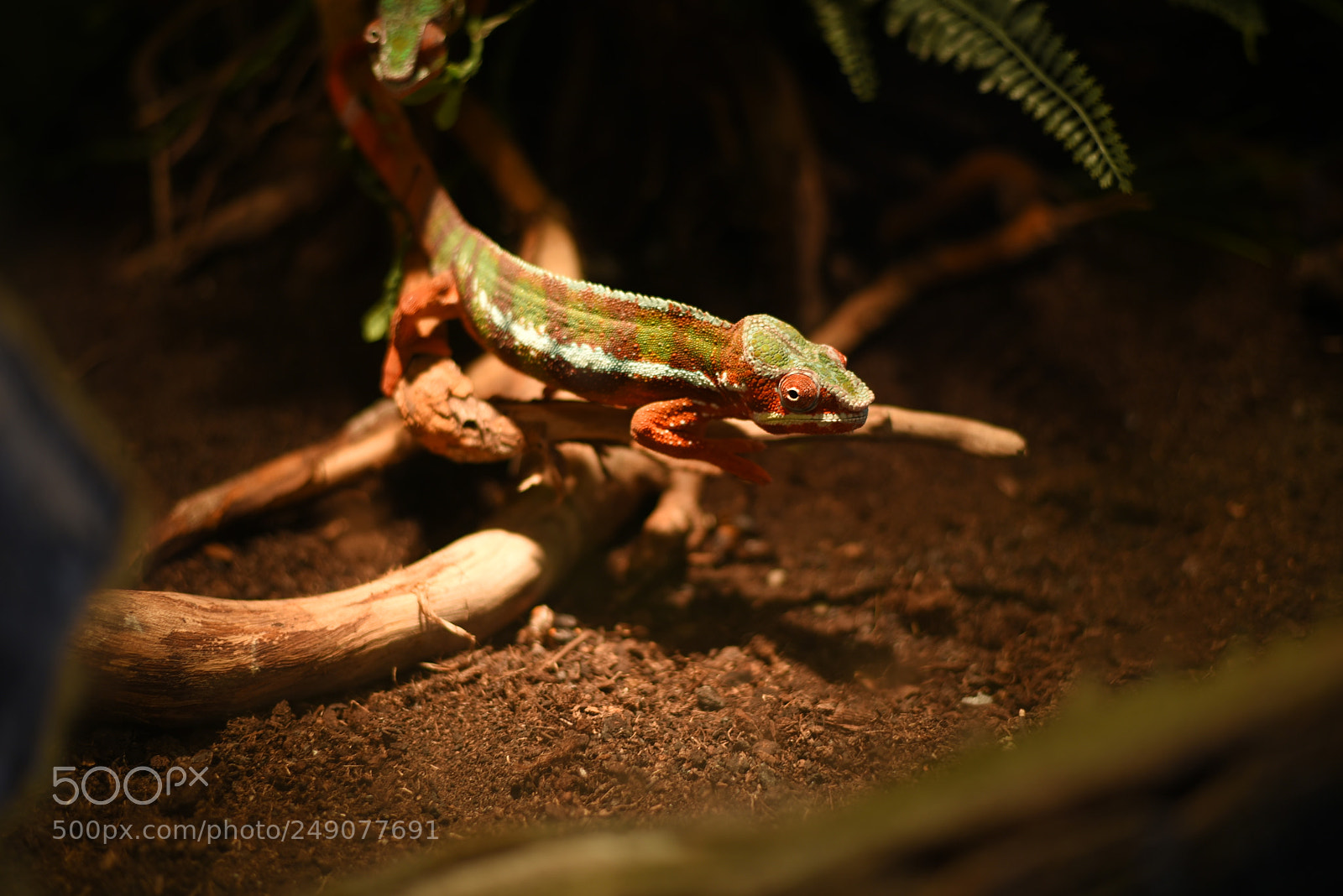 Nikon D750 + Nikon AF-S Nikkor 50mm F1.8G sample photo. Chameleon photography