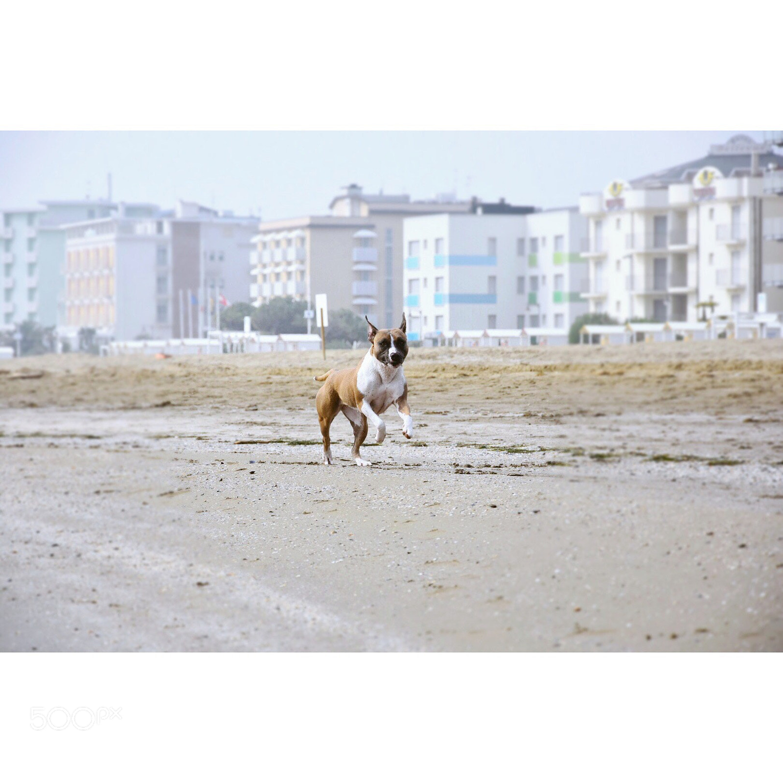 Nikon D7200 sample photo. Correre felici. photography