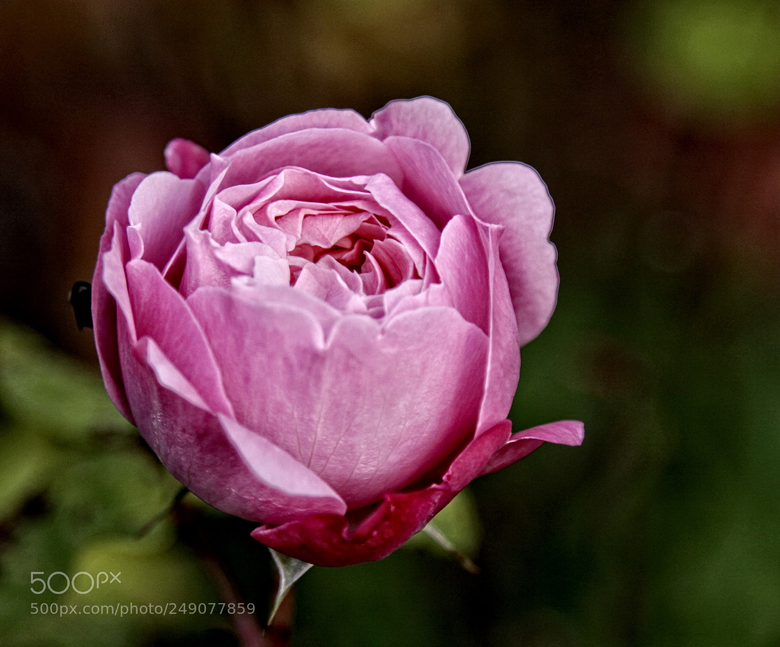 Canon EOS 50D sample photo. Brnd rose 19 o photography