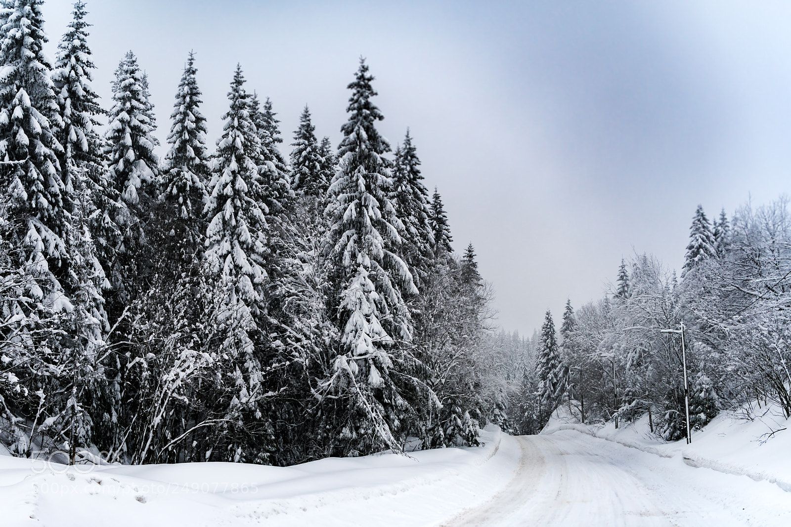 Nikon D850 sample photo. Along the road photography