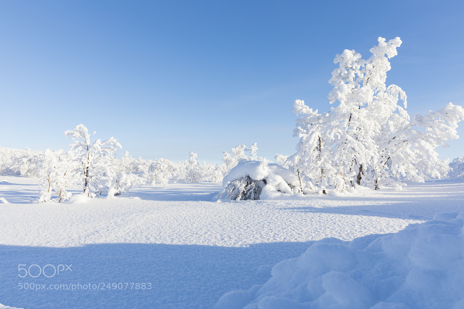 Canon EOS 5D Mark IV sample photo. Trees in winterwonderland norway photography