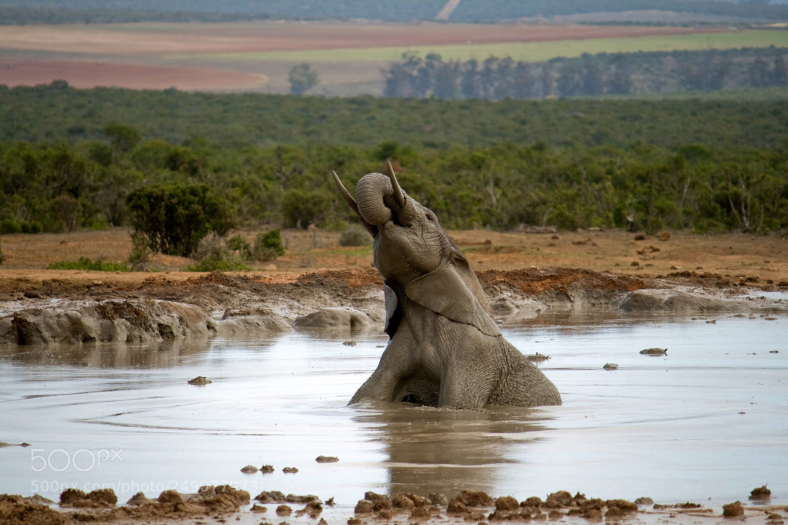 Canon EOS 400D (EOS Digital Rebel XTi / EOS Kiss Digital X) sample photo. A young african elephant photography