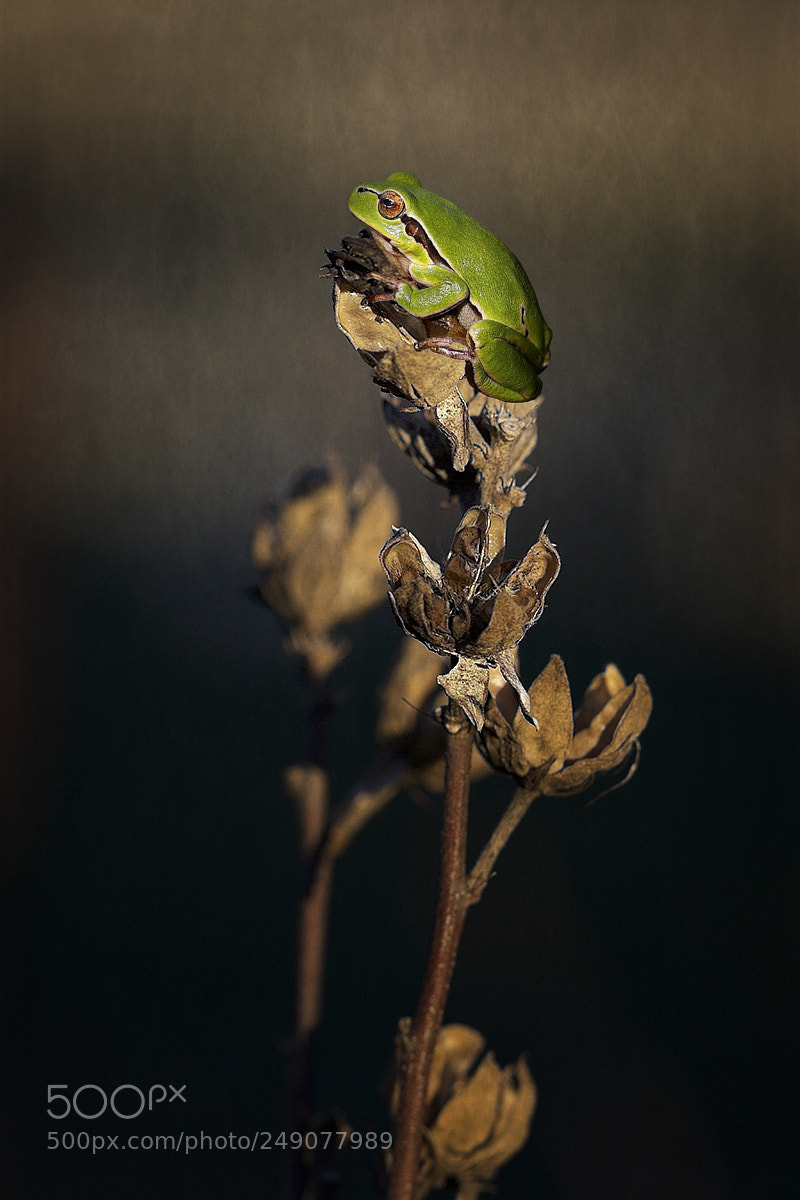 Canon EOS 7D Mark II sample photo. Sun tanning photography