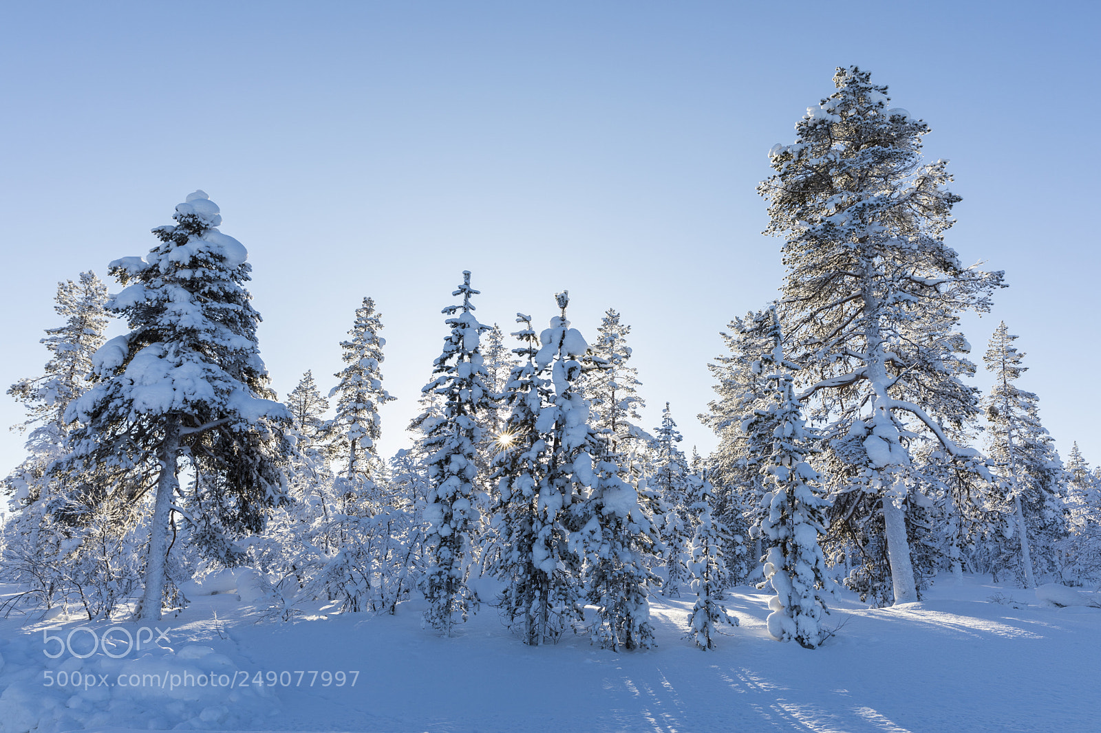 Canon EOS 5D Mark IV sample photo. Trees in winterwonderland finland photography