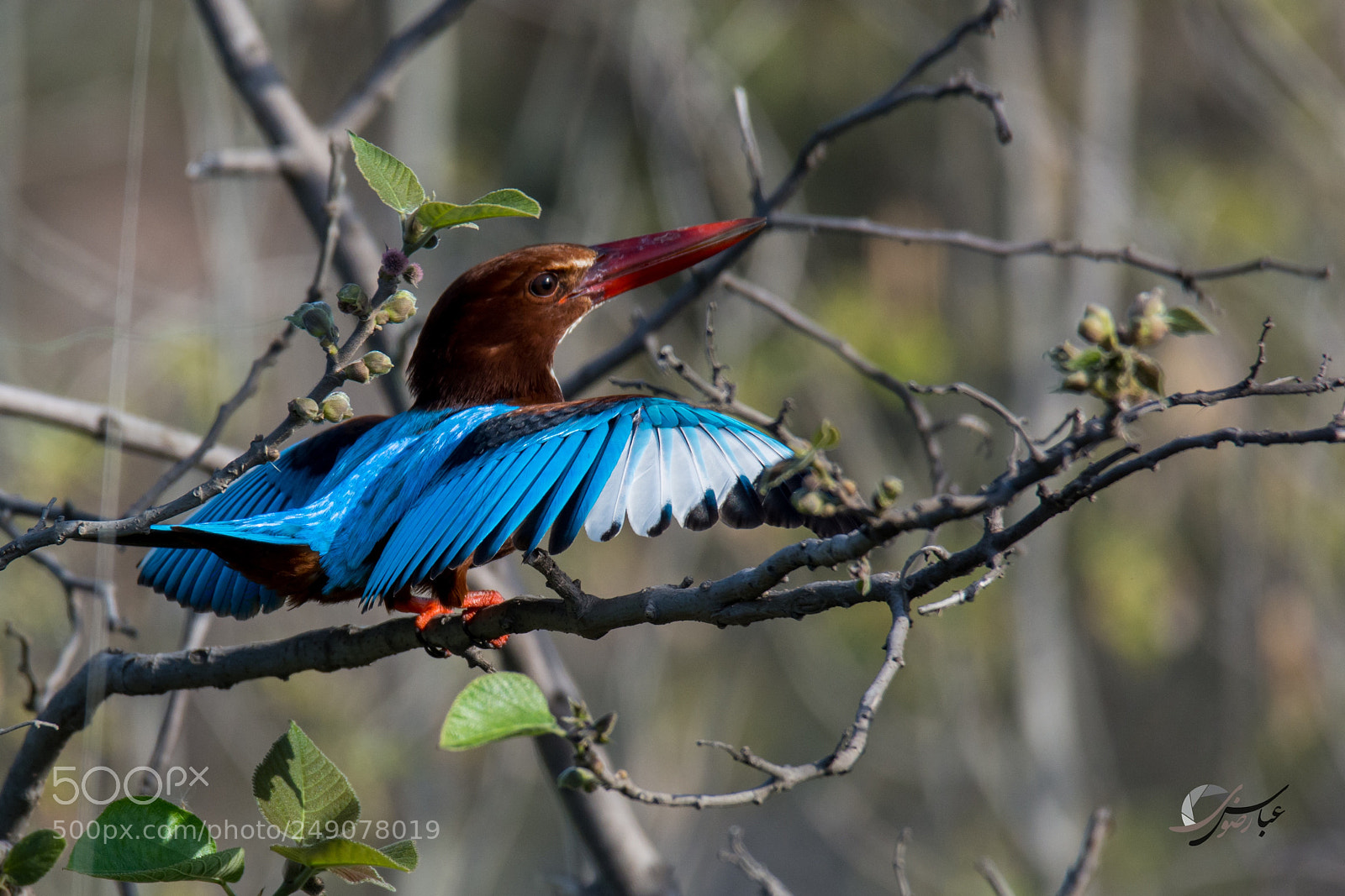 Nikon D7100 sample photo. White-throated kingfisher photography
