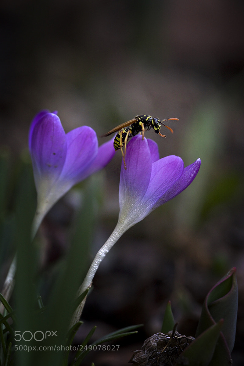 Canon EOS 7D Mark II sample photo. Rising photography