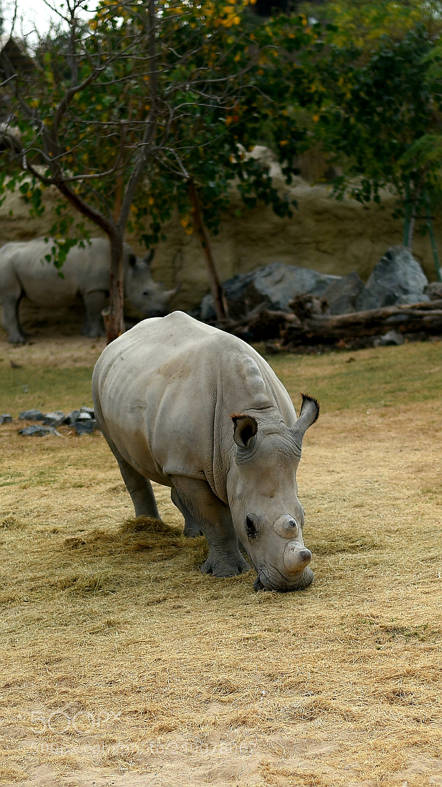 Nikon D750 sample photo. Rhino photography