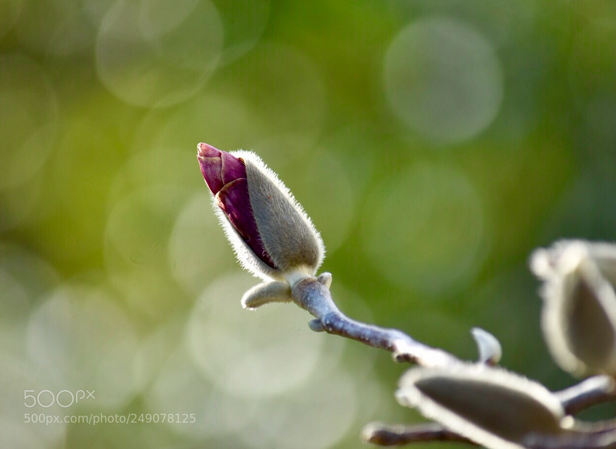 Nikon D7200 sample photo. In the light of photography