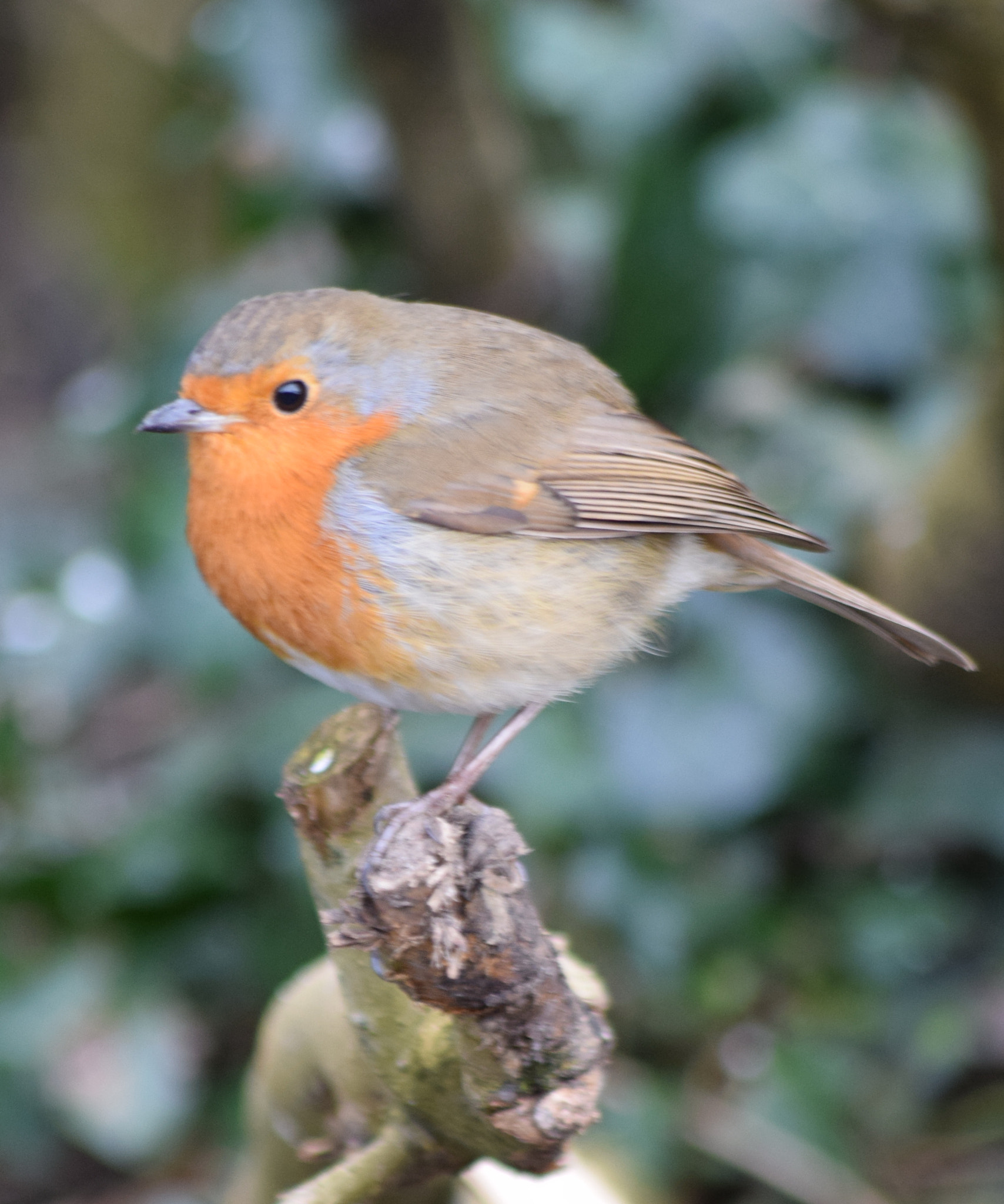 Nikon D3300 + Sigma 70-300mm F4-5.6 APO DG Macro sample photo. Cheeky  robin photography