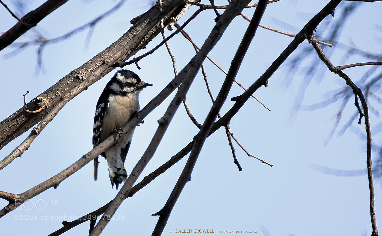 Panasonic Lumix DMC-GX85 (Lumix DMC-GX80 / Lumix DMC-GX7 Mark II) sample photo. A little downy woodpecker photography