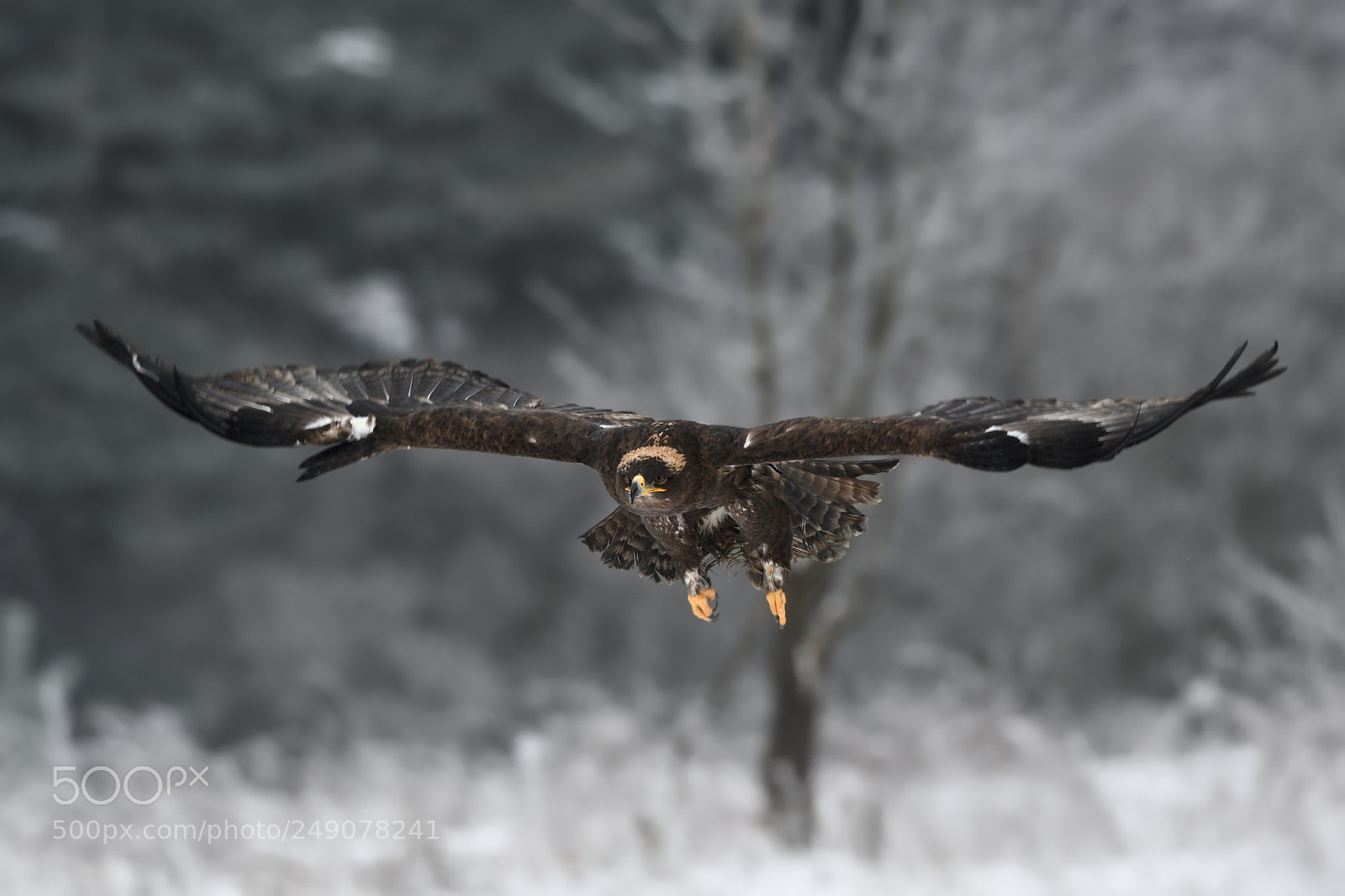 Nikon D500 sample photo. Steppe eagle photography