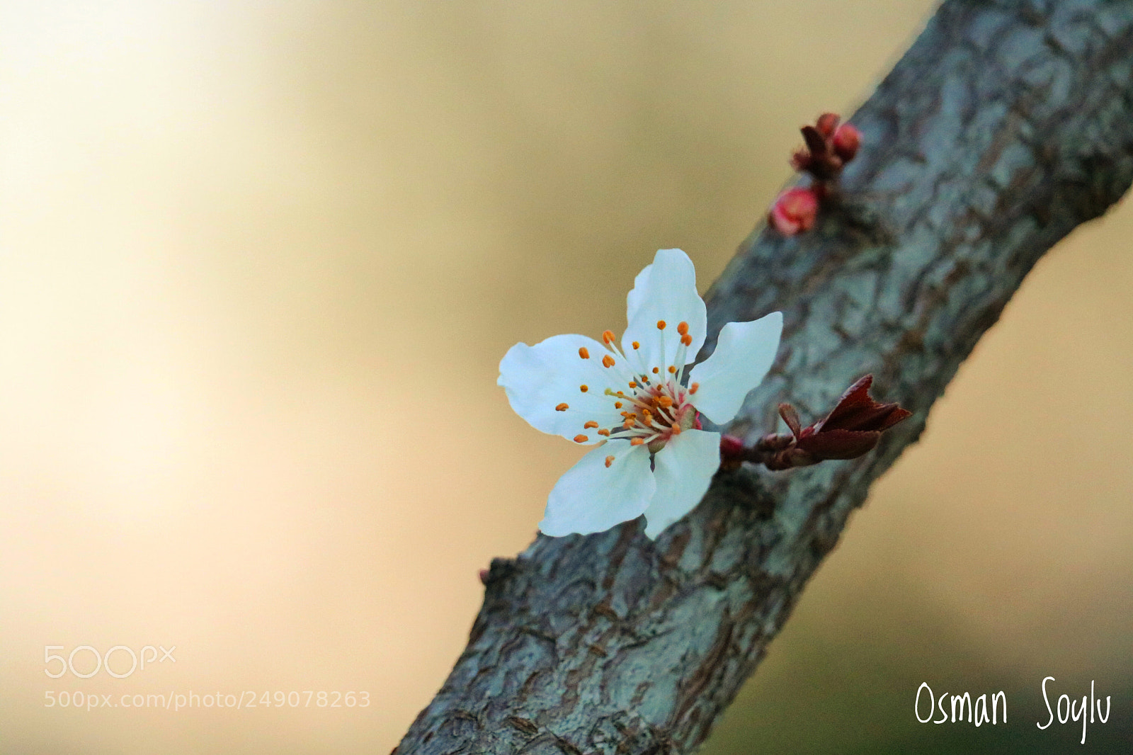 Canon EOS 760D (EOS Rebel T6s / EOS 8000D) sample photo. Spring flower... photography