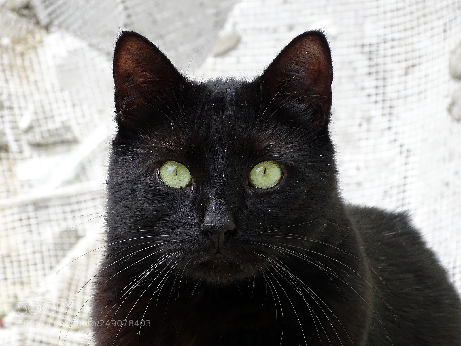 Sony Cyber-shot DSC-HX400V sample photo. The black cat photography