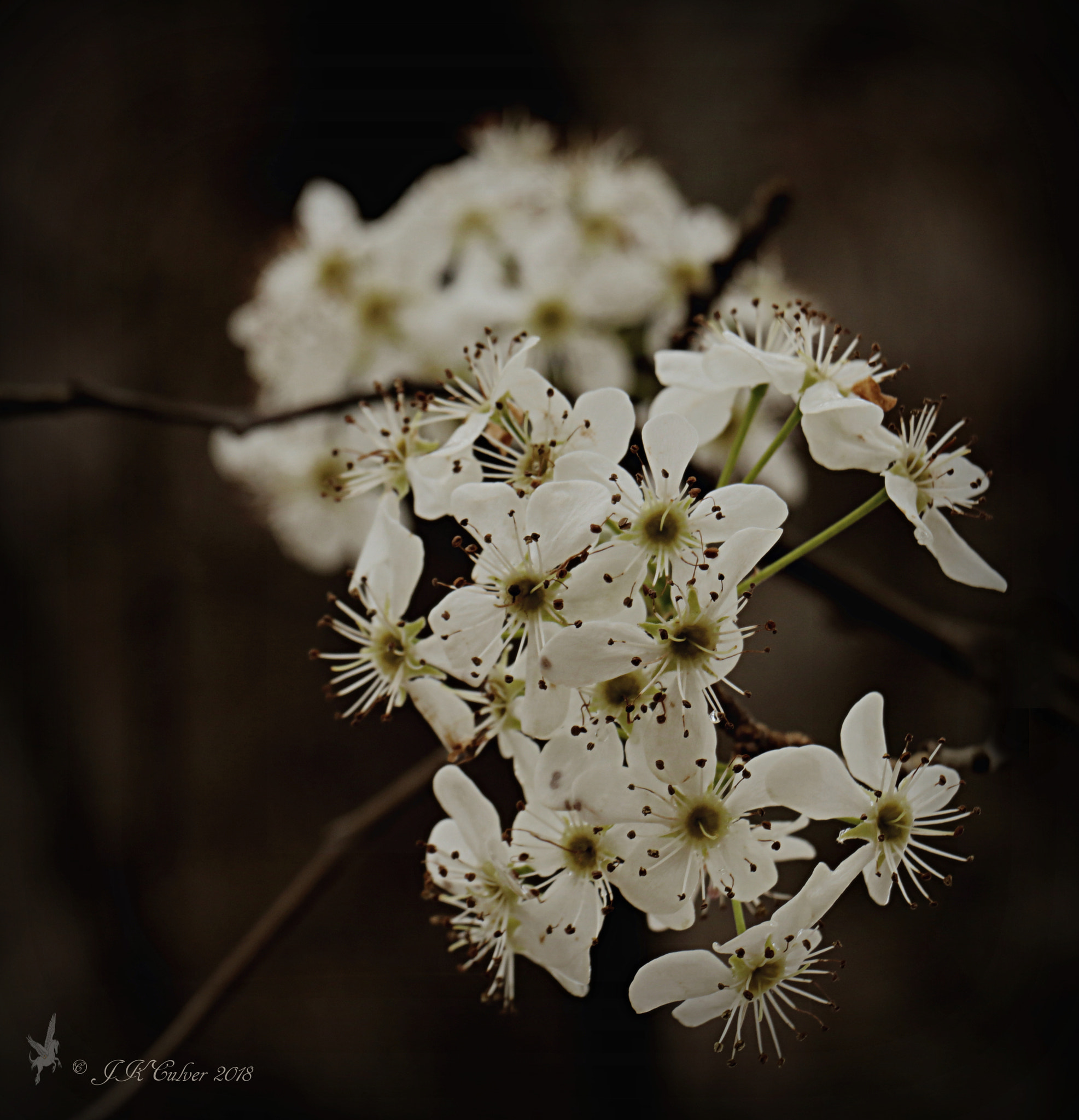 Canon EOS 77D (EOS 9000D / EOS 770D) sample photo. Ornamental pear flowers photography