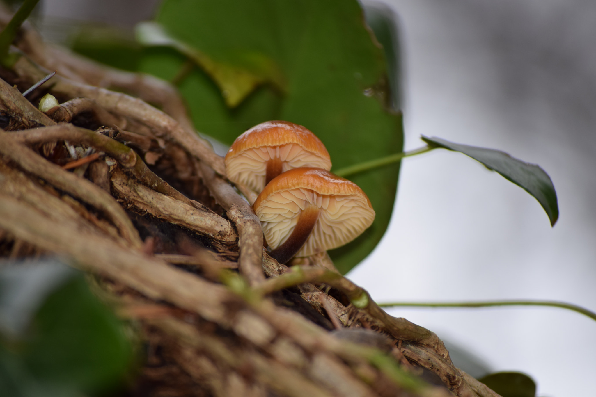 Nikon D5300 sample photo. Dsc photography