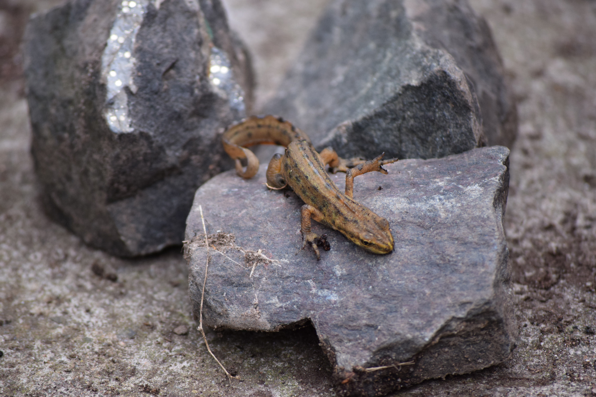 Nikon D5300 sample photo. () photography