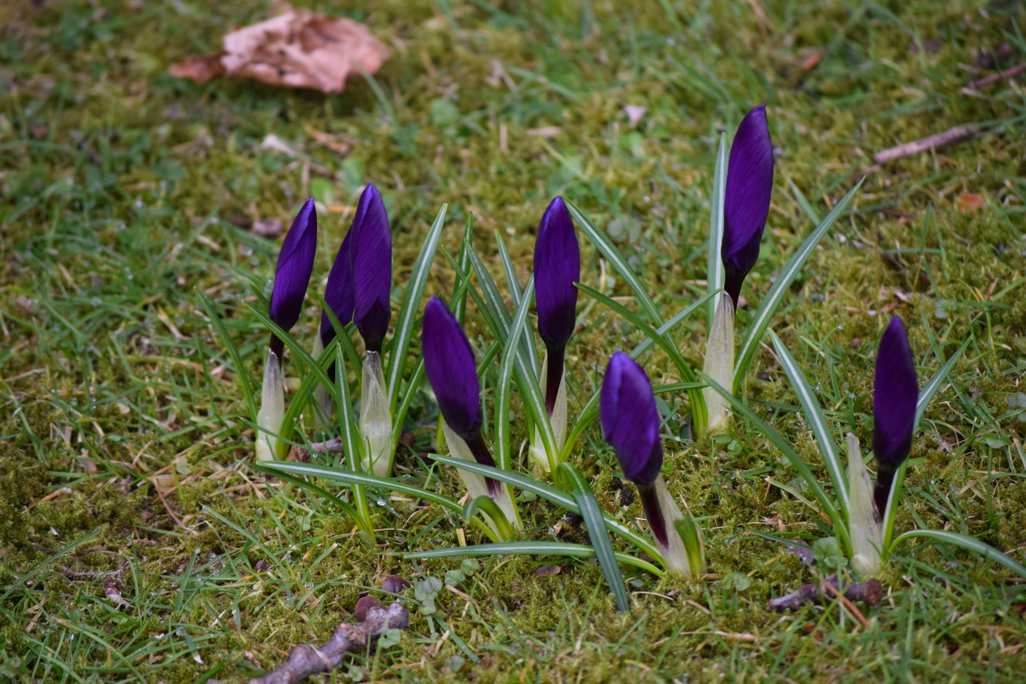 Nikon D5300 sample photo. Dsc photography