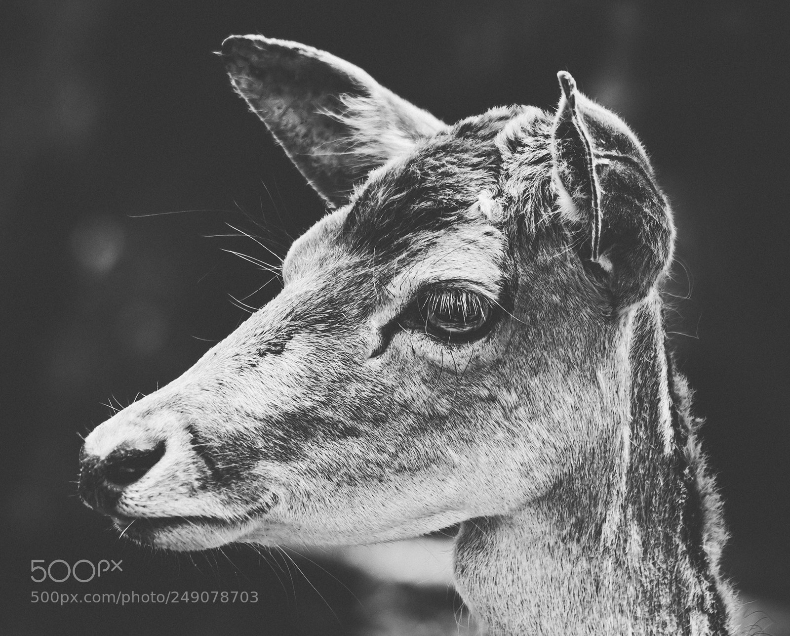 Canon EOS 30D sample photo. Deer photography